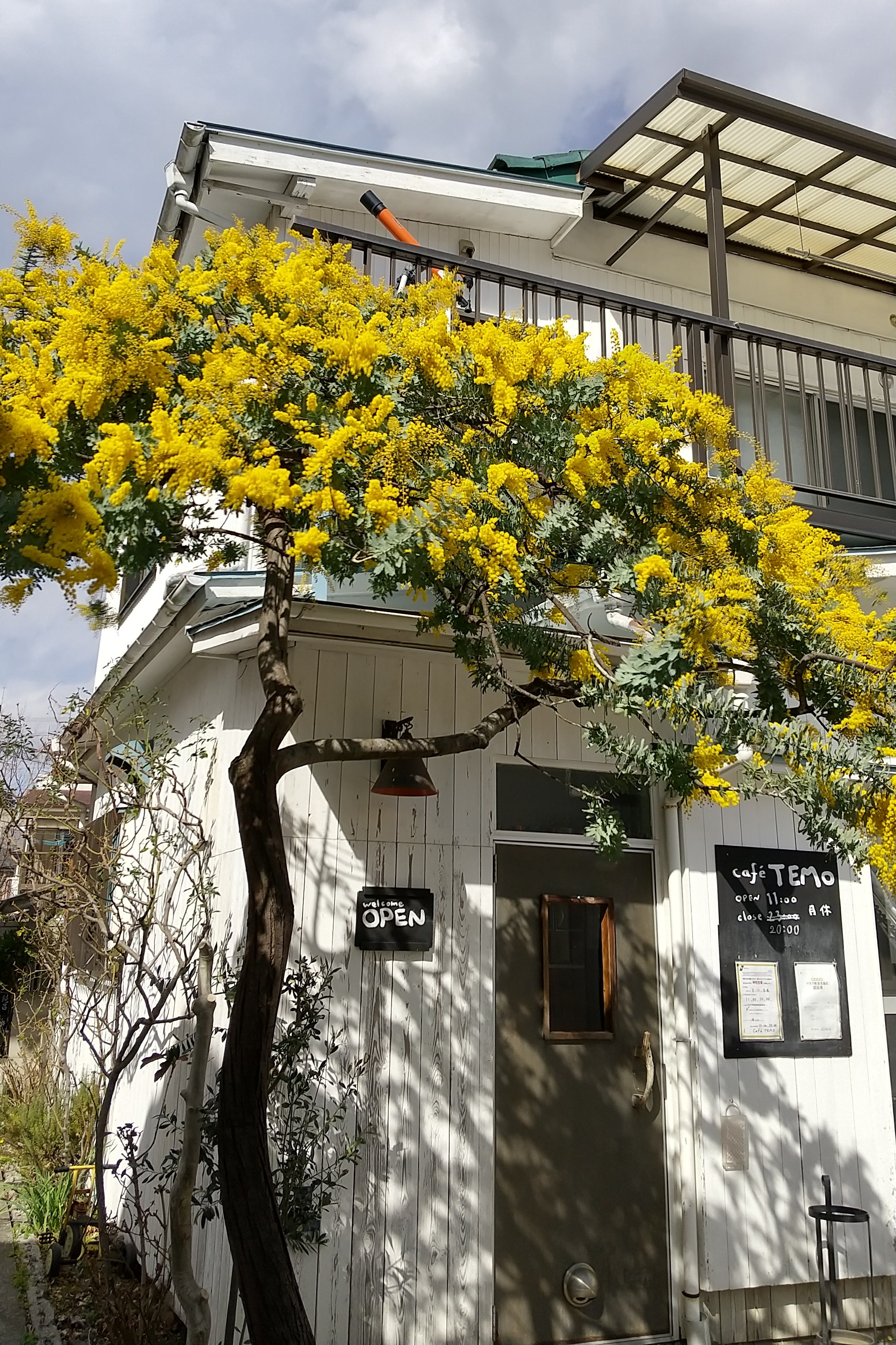 春を告げる 幸せの花 武蔵小杉 武蔵中原 武蔵新城エリアの賃貸はジェクト不動産部にお任せ下さい